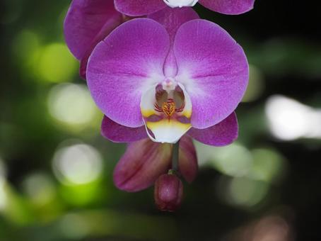 蘭の花 蘭の花の写真