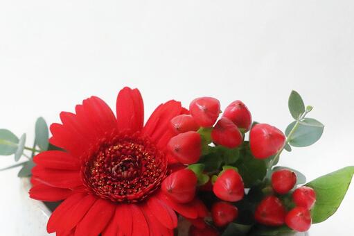 ガーベラとヒペリカム ガーベラ,ヒペリカム,クリスマスカラーの写真素材