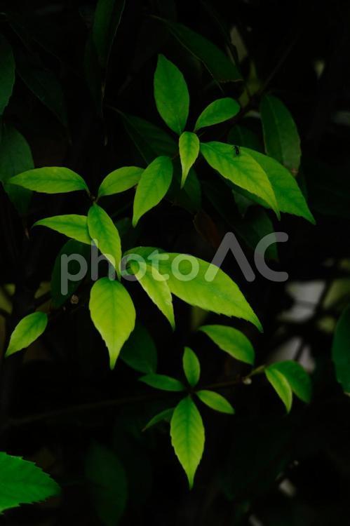 鮮やかな新緑 境内,展示,日本の写真素材