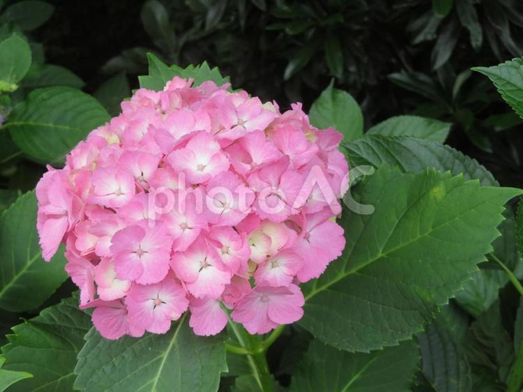 フリルのアジサイ（白ピンク） アジサイ,紫陽花,hydrangeaの写真素材