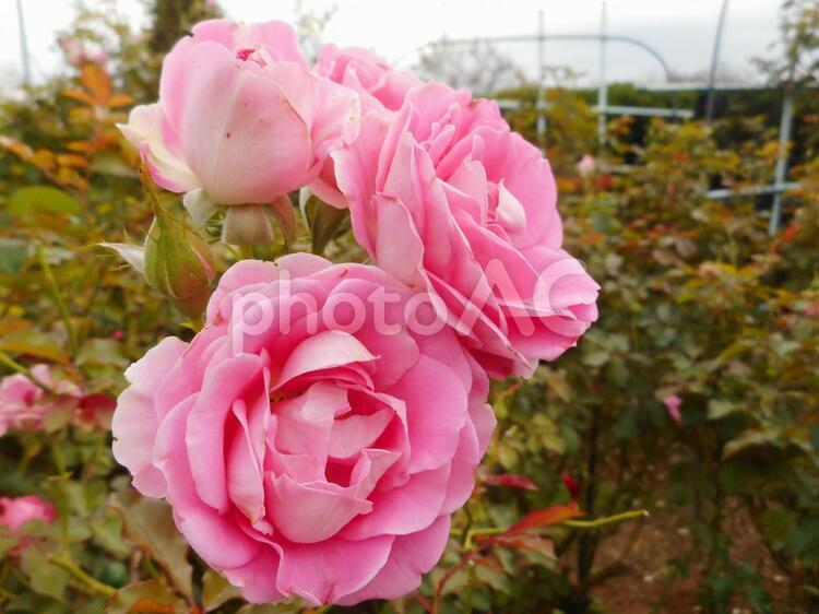 日本生まれのピンクの薔薇、ラブミーテンダー 薔薇,花,植物の写真素材