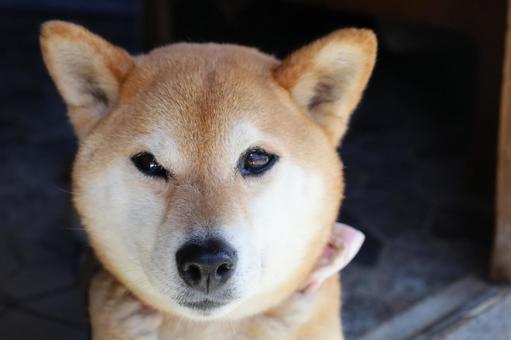柴犬 柴犬の写真