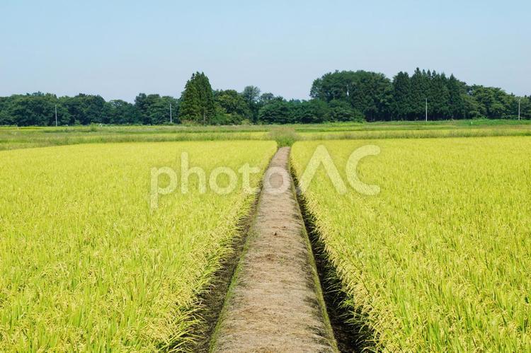 稲穂の風景 稲穂,稲,穂の写真素材