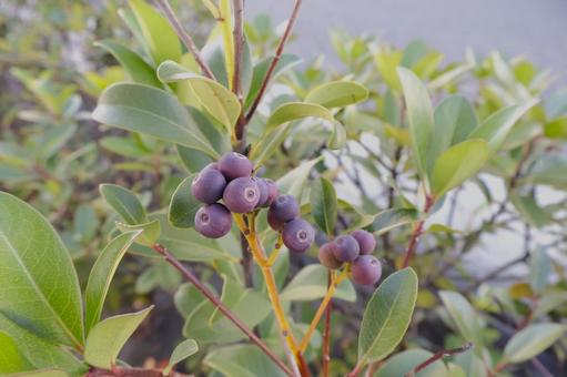 秋に結実するシャリンバイの実　庭・生垣 シャリンバイ,車輪梅,実の写真素材