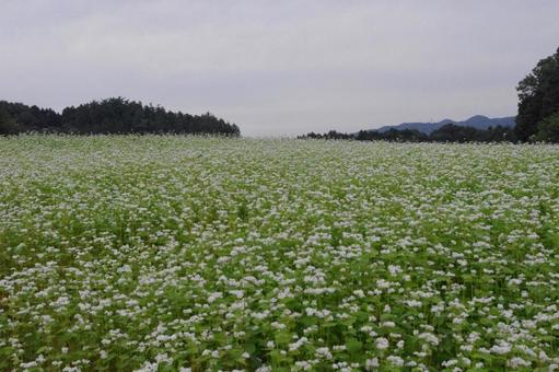 小さな花の美しさ―一面にそばの花 小さな花の美しさ―一面にそばの花の写真