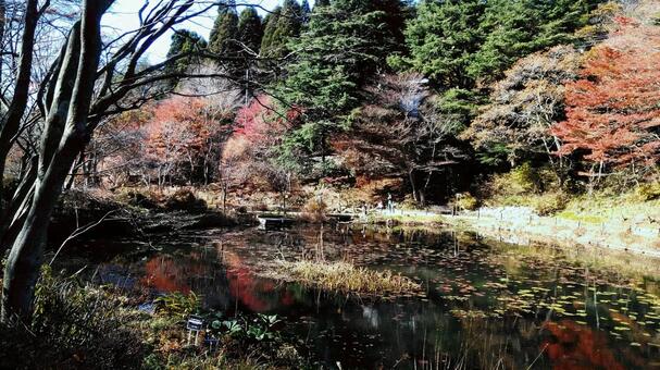 六甲山の秋 六甲山の秋の写真