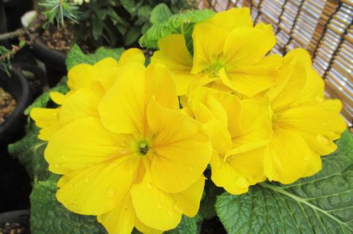 Big Primula, JPG Big Primula, JPG