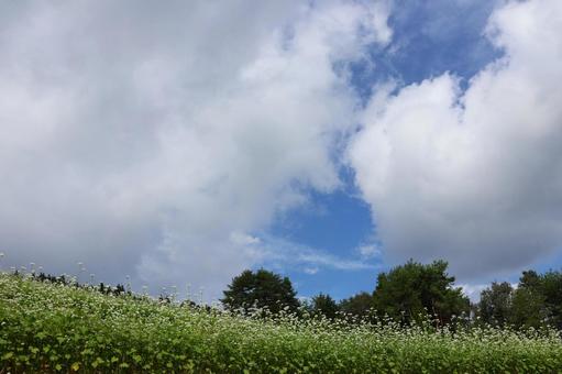 ９月下旬のまんのう町島ヶ峰の天空のソバ畑 ソバ畑,蕎麦,花の写真素材
