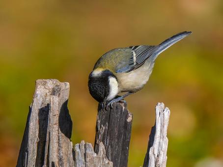 木にとまるシジュウカラ 木にとまるシジュウカラ シジュウカラ,野鳥,鳥の写真素材