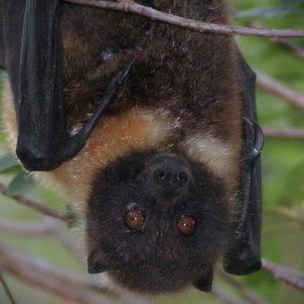 ホリイオオコウモリ やんばるの森 ホリイオオコウモリ やんばるの森の写真