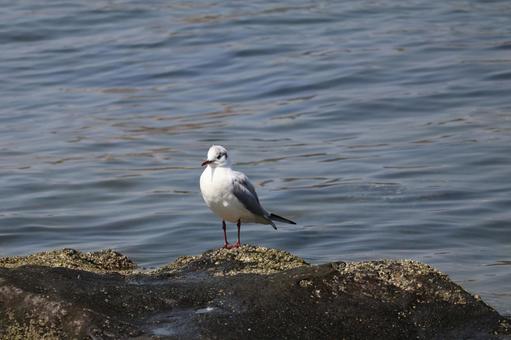 青い海面の海と岩の上のカモメ 青い,海面,海の写真素材