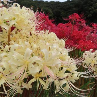 ヒガンバナ(彼岸花・曼珠沙華) ヒガンバナ(彼岸花・曼珠沙華) ヒガンバナ,マンジュシャゲ,彼岸花の写真素材