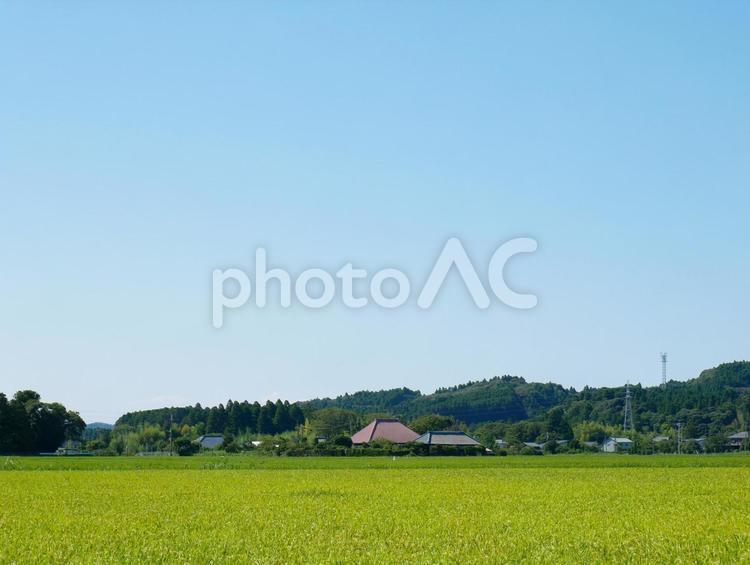 田舎の田園風景と家屋 千葉県いすみ市 田舎,夏,景色の写真素材