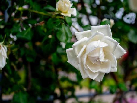 大輪の白いの薔薇 大輪の白いの薔薇の写真
