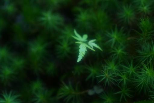 背景に合う苔 背景に合う苔の写真