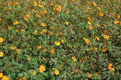 コスモス黄色 コスモス,秋,花の写真素材