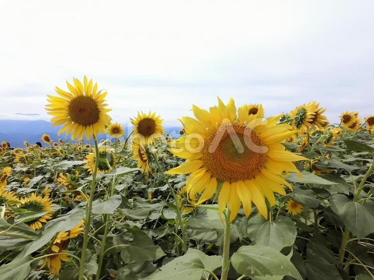 ひまわり　ひまわり畑　夏休み 夏休み,ひまわり,夏の写真素材