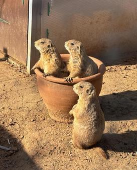 Prairie Dog, JPG Prairie Dog, JPG