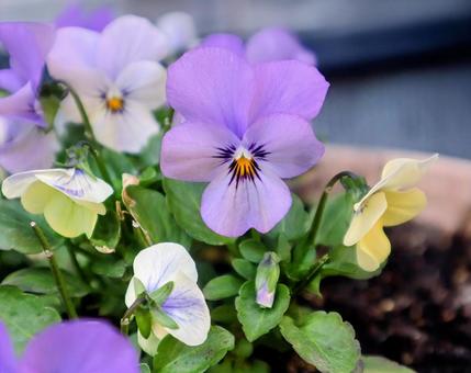 思いを伝え合う花 ビオラ,花,flowerの写真素材