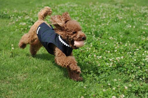 公園でボール遊びをするトイプードル トイプードル,犬,小型犬の写真素材