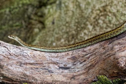 枯れ木の上を移動するアオダイショウ 枯れ木の上を移動するアオダイショウ アオダイショウ,青大将,へびの写真素材