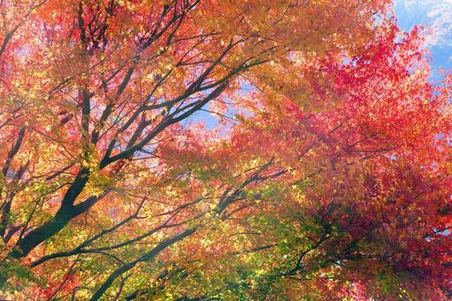 鮮やかなもみじの紅葉 紅葉,もみじ,秋の写真素材