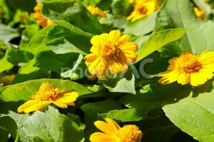 春から秋まで咲く庭のメランポジウムの花 花,メランポジウム,春の写真素材