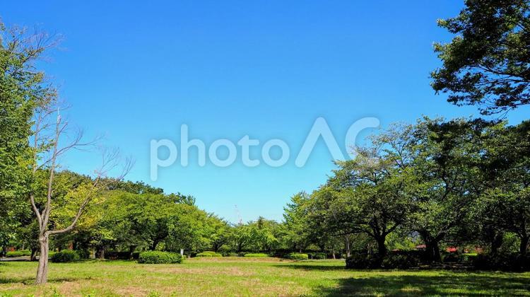 初秋の猿江恩賜公園・広場（江東区） 初秋,広場,猿江恩賜公園の写真素材