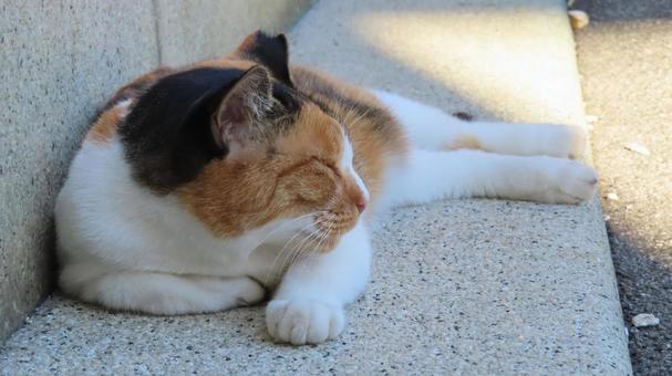 夕涼みが日課のもふもふで可愛い三毛猫 夕涼みが日課のもふもふで可愛い三毛猫 三毛猫,猫,眠り猫の写真素材