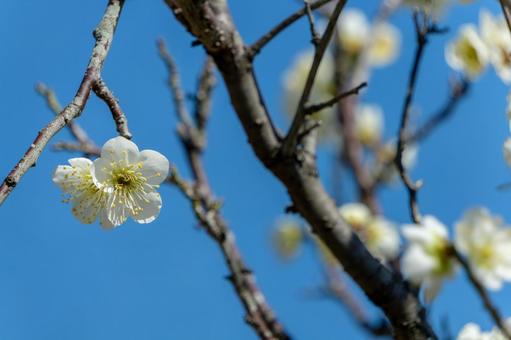 青空に映える白梅の花 青空に映える白梅の花の写真