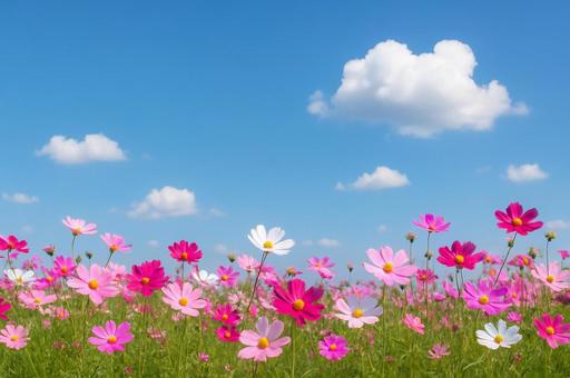コスモス畑と青空 コスモス畑と青空の写真