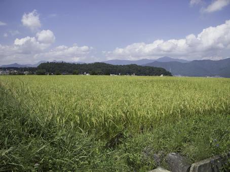 収穫間近の田んぼ 収穫間近の田んぼ 稲刈り,米,稲穂の写真素材