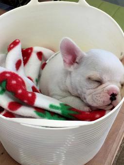 フレンチブル 子犬 フレンチブル 子犬 フレンチブル,子犬,昼寝の写真素材