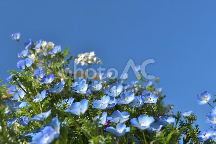 植物　花　ネモフィラの花 植物,花,ネモフィラの写真素材