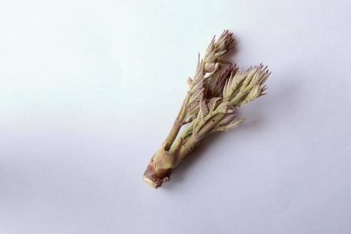 タラの芽 タラの芽,山菜,田舎の写真素材
