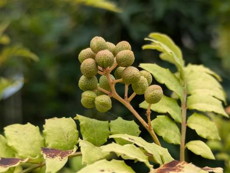 朝倉山椒の実です 朝倉山椒の実です 朝倉山椒,植物,山椒の写真素材