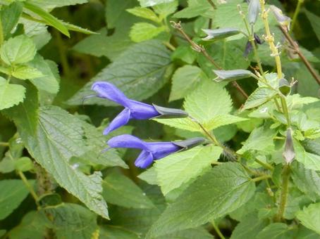 【花の写真】サルビア・ガラニチカ サルビア,サルビア・ガラニチカ,自然の写真素材