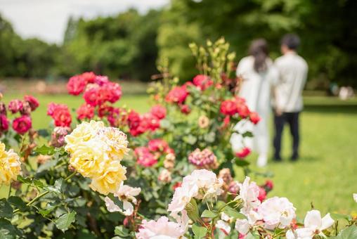 Early summer rose garden scenery 12, JPG Early summer rose garden scenery 12, JPG