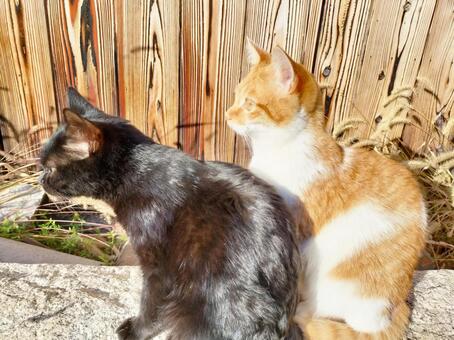 仲良し猫 猫,野良猫,茶白猫の写真素材