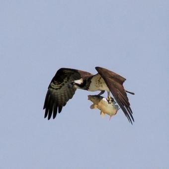 ミサゴ ミサゴの写真