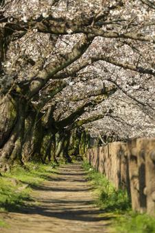 Cherry blossom trees at Okubo Water Purification Plant, JPG Cherry blossom trees at Okubo Water Purification Plant, JPG
