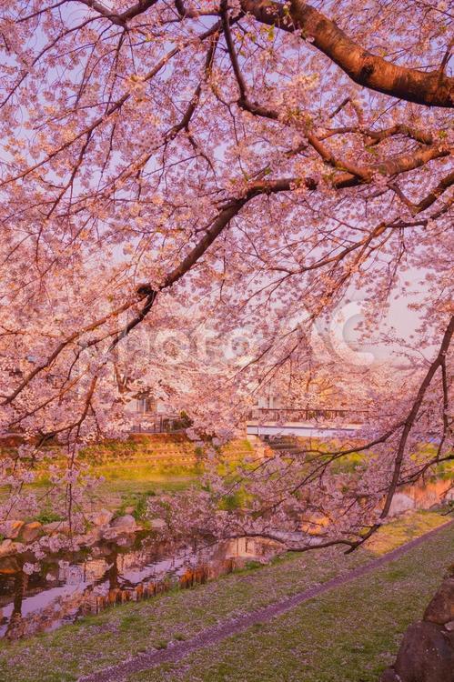 桜と野川沿いの景色 桜,枝,川の写真素材