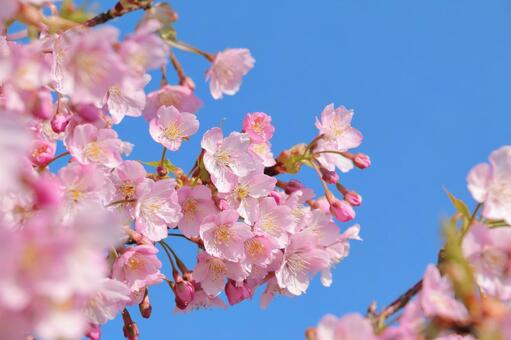 Pink Kawazu cherry blossoms, JPG Pink Kawazu cherry blossoms, JPG