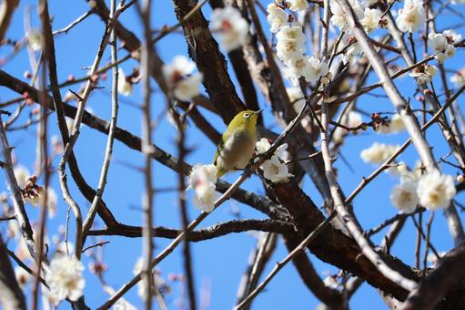 野鳥ーメジローの写真