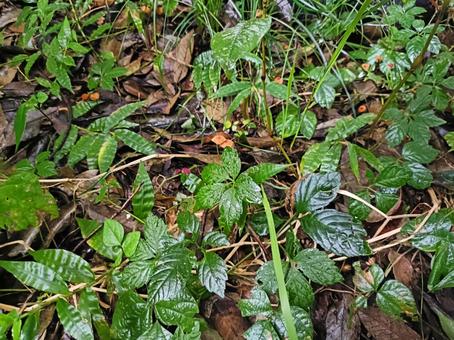 濡れた地面 葉,地面,植物の写真素材