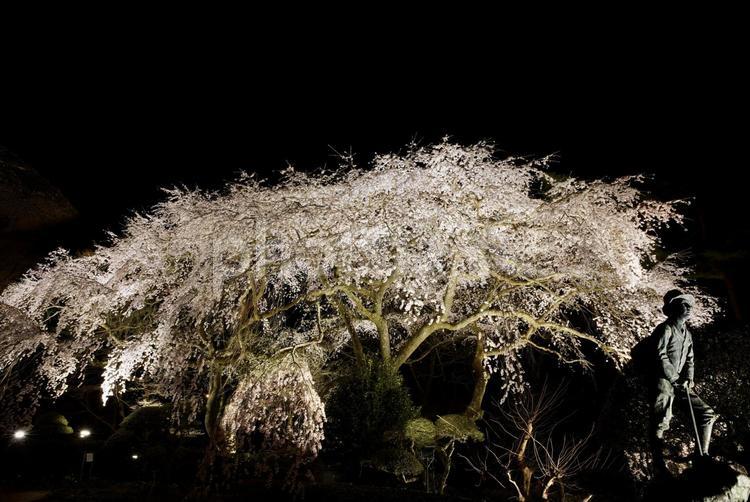 銅像と満開の桜のライトアップ 桜,夜,ライトアップの写真素材