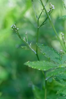 Photo, three-leaved, three leaves, sunset hibiscus (hibiscus manihot), 
