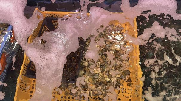 いけす いけすの写真