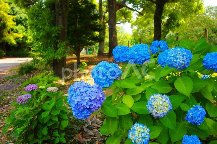 あじさいの季節 紫陽花,梅雨,アジサイの写真素材