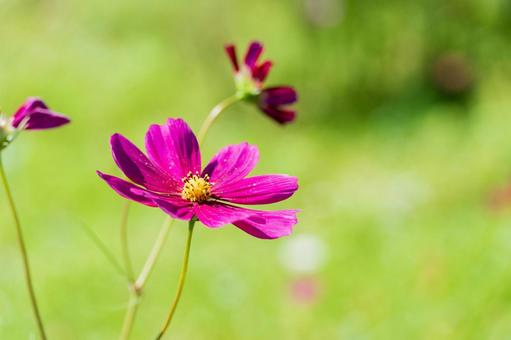 Pink cosmos flowers blooming in the field, JPG Pink cosmos flowers blooming in the field, JPG